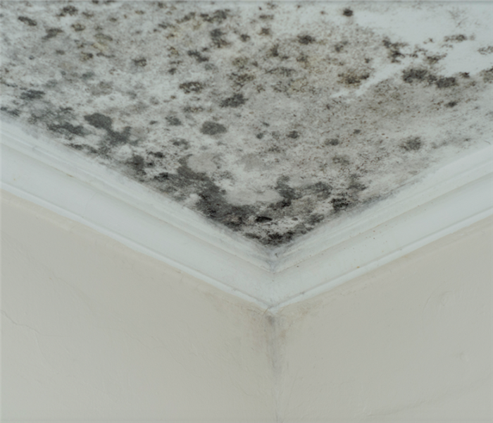 a mold damaged room with mold spores growing on the ceiling in the corner of the room
